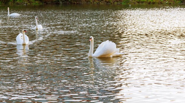 Cisne en el río Cisnes blancos en el agua