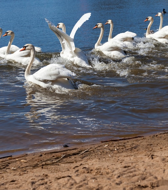 Cisne en el río