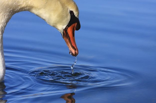 Cisne salvaje mudo en su lago en Francia.