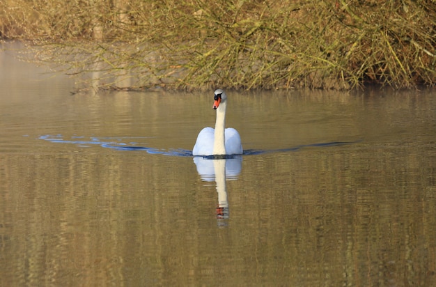 Cisne salvaje mudo en su lago en Francia.