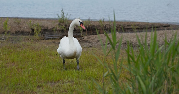 Cisne selvagem anda na grama