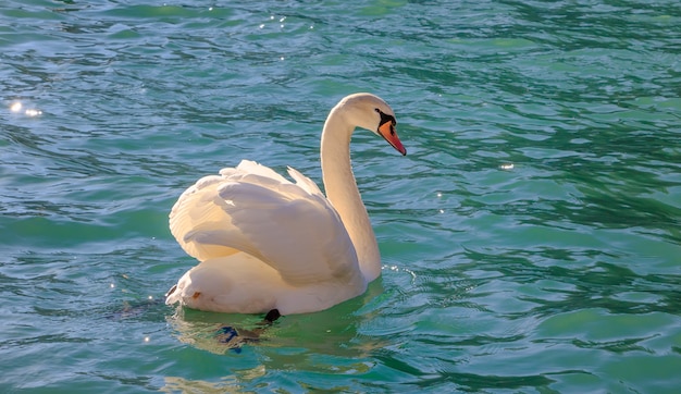 Cisne solitario en el agua del lago azul en un día soleado