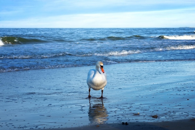 un cisne solitario blanco emerge de las olas espumosas del mar báltico azul