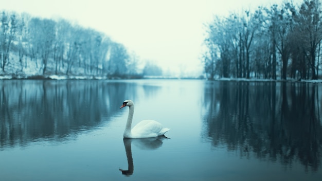 Cisne solitário flutua no lago