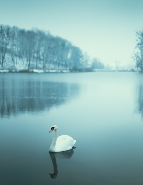 Cisne solitário flutua no lago