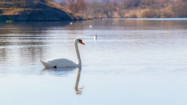 Cisne solitario en el río por la mañana_