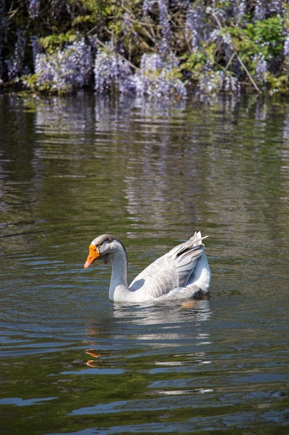 Cisne solo vive en el estanque