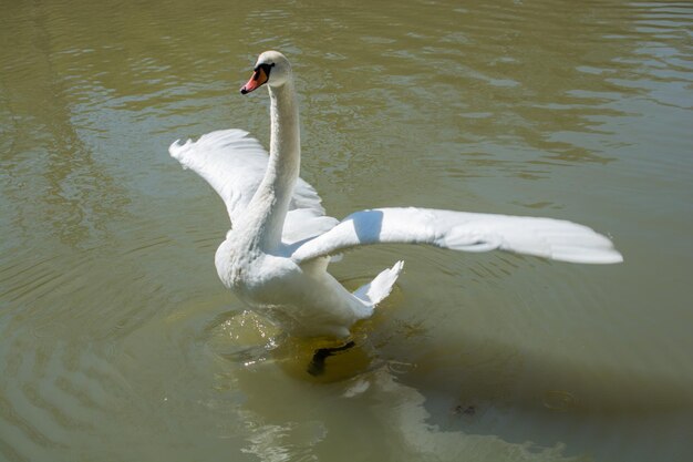 Cisne solo vive en el estanque