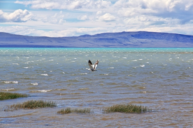 Cisne voando no lago