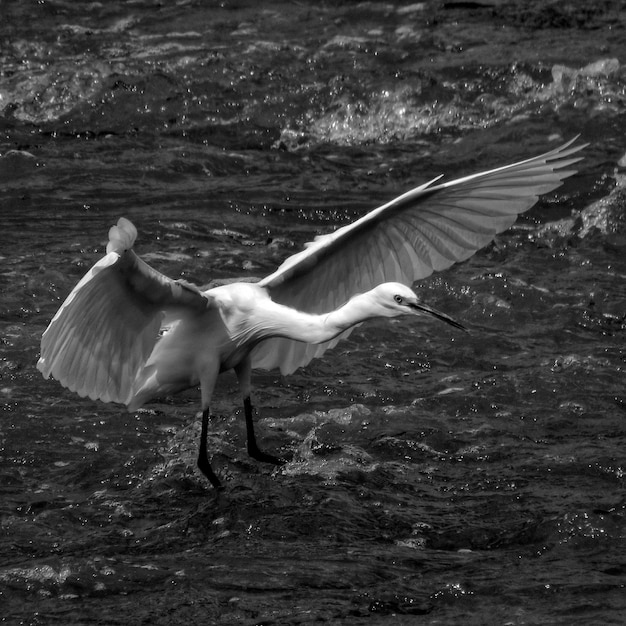 Foto el cisne volando sobre el lago