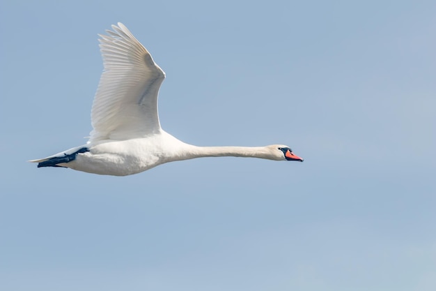 Cisne en vuelo cielo azul (Cygnus olor)