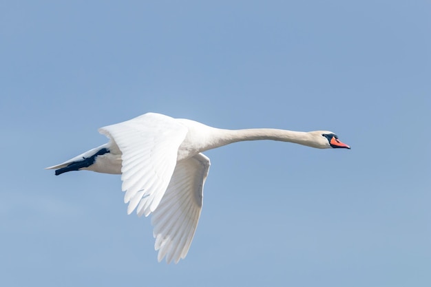 Cisne en vuelo cielo azul (Cygnus olor)