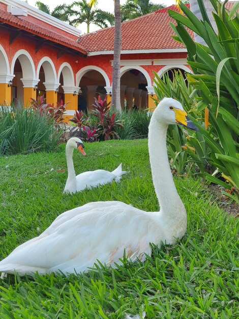 Cisne Whooper e cisne mudo sentam na grama