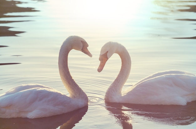 Cisne