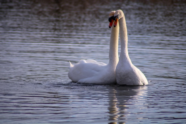 Cisnes a nadar no lago a acasalar