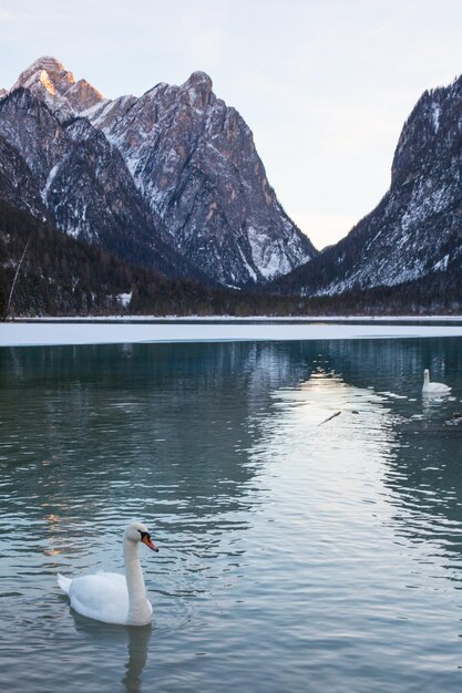 Foto cisnes a nadar no lago