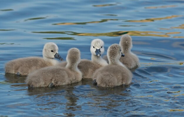 Foto cisnes a nadar no lago