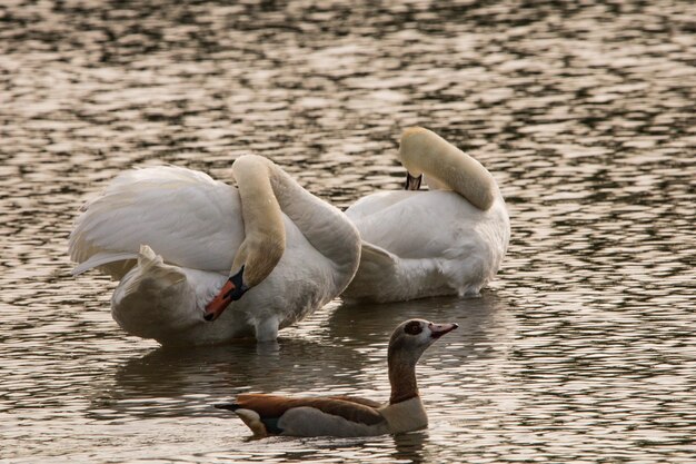 Foto cisnes a nadar no lago