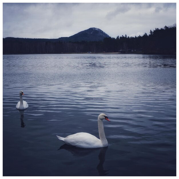 Foto cisnes a nadar no lago