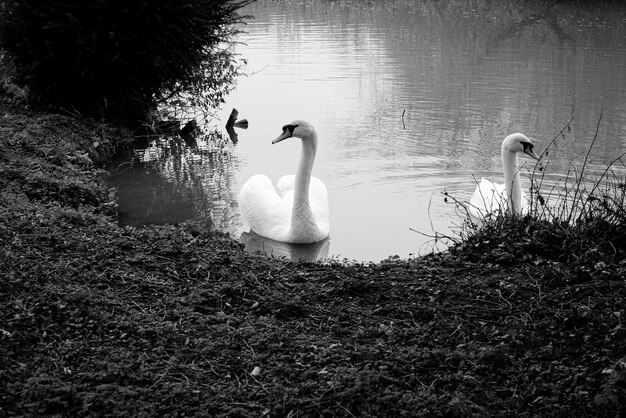 Cisnes a nadar no lago