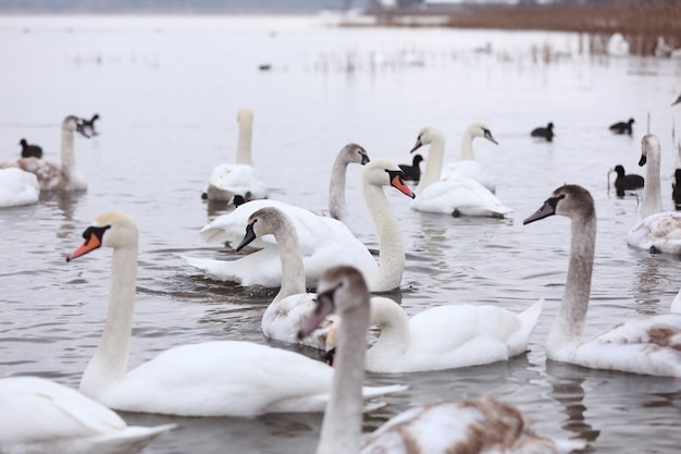 Foto cisnes a nadar no lago