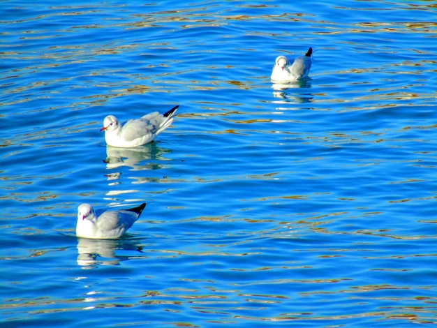 Foto cisnes a nadar no lago