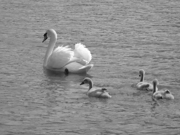 Foto cisnes a nadar no lago