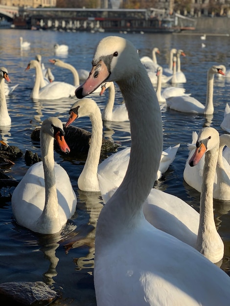 Foto cisnes a nadar no lago