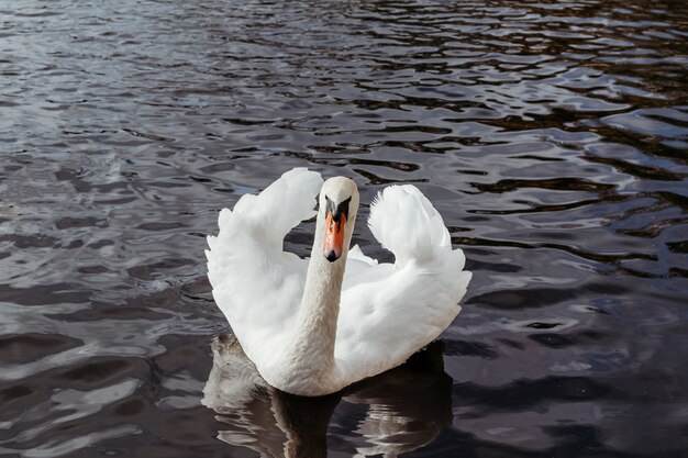 Cisnes en el agua. Los pájaros nadan en el lago.