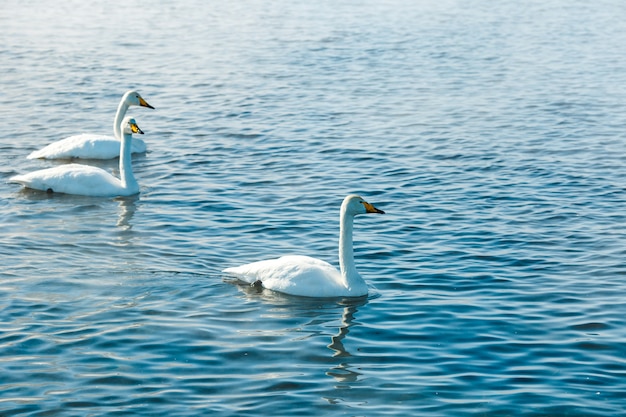 Cisnes al sol nadando en el agua de un lago al aire libre