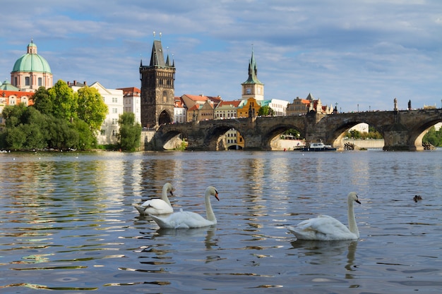 Cisnes con antecedentes del puente de Carlos sobre el río Vltava, Praga, República de Chequia