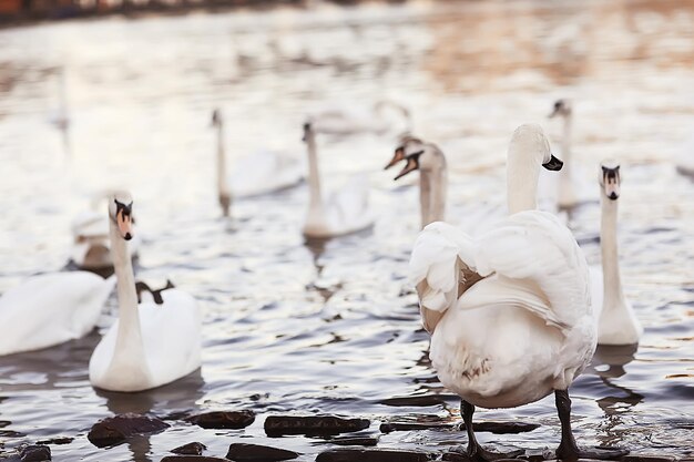 cisnes blancos en el agua / hermosas aves silvestres, cisnes en la naturaleza