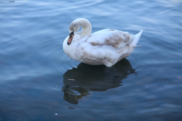 cisnes blancos en el agua / hermosos pájaros salvajes, cisnes en la naturaleza