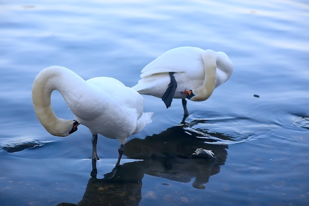 cisnes blancos en el agua / hermosos pájaros salvajes, cisnes en la naturaleza