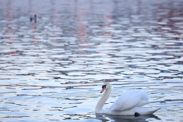 cisnes blancos en el agua / hermosos pájaros salvajes, cisnes en la naturaleza