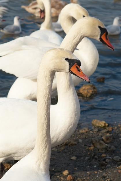 Cisnes blancos en el agua.