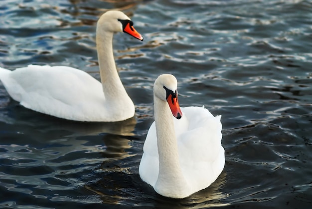 Cisnes blancos en el agua.