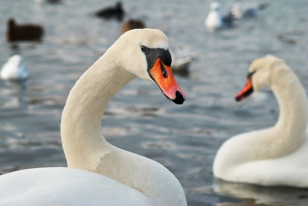 Cisnes blancos en el agua.