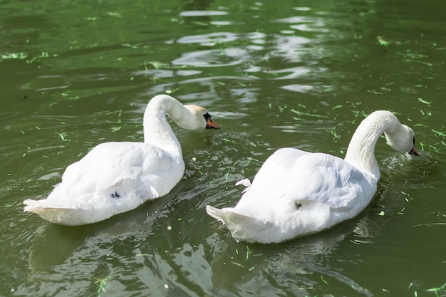 Los cisnes blancos comen hierba en el agua.