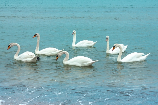 cisnes blancos y elegantes nadan en el lago