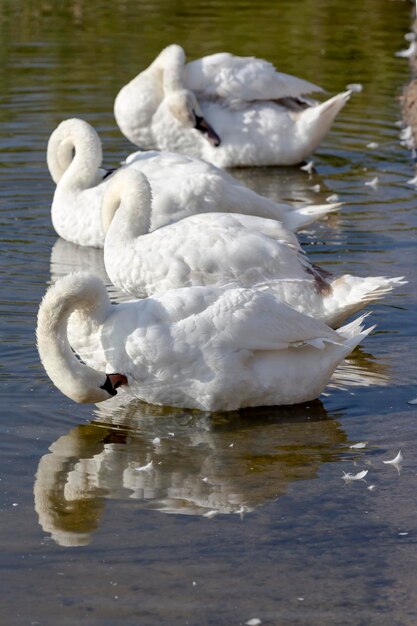 Foto los cisnes blancos en un estanque descansan y limpian el primer plano del plumaje