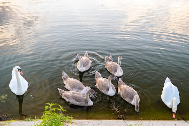 Cisnes blancos y grises nadando en el agua del lago en verano.