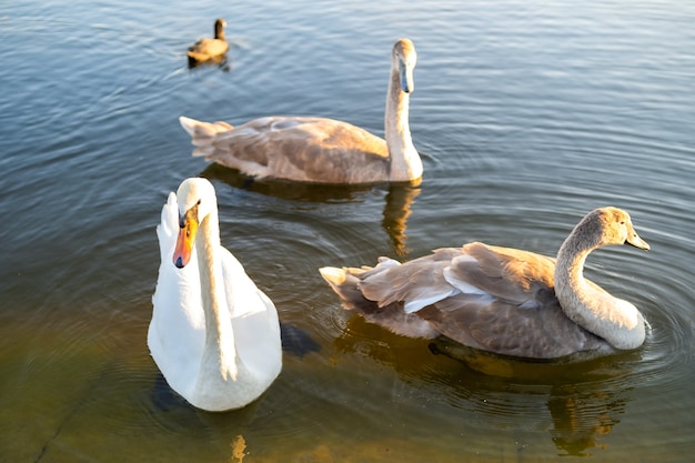 Cisnes blancos y grises nadando en el agua del lago en verano.