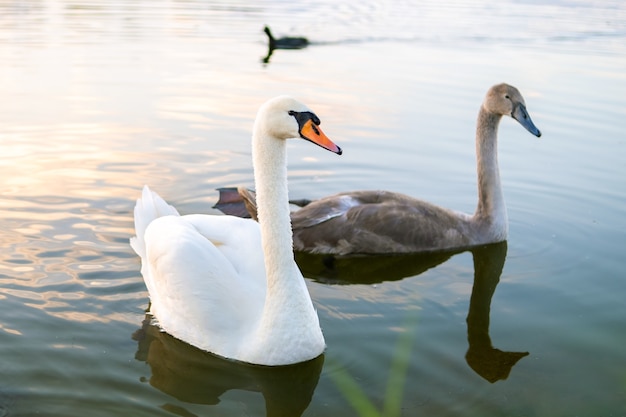 Cisnes blancos y grises nadando en el agua del lago en verano.