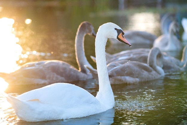 Cisnes blancos y grises nadando en el agua del lago en verano.