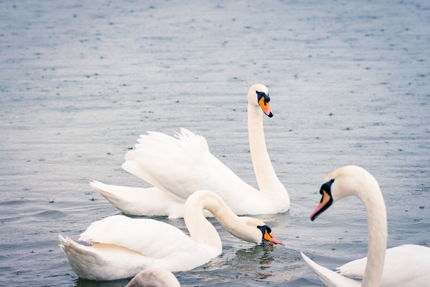 Cisnes blancos jóvenes en el estanque en un día lluvioso a principios de primavera.