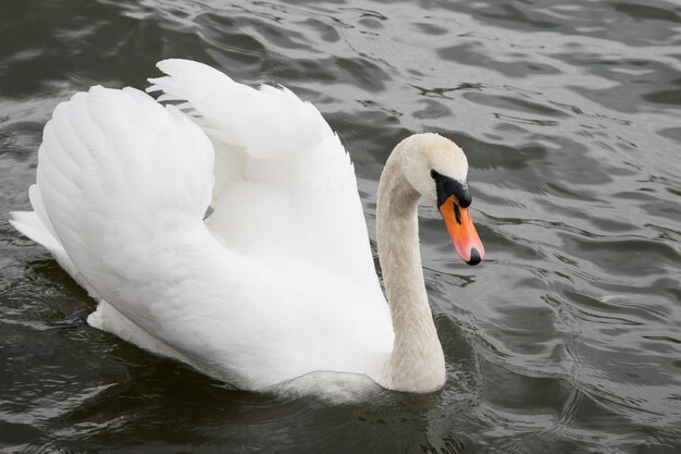 Cisnes blancos en el lago en un día lluvioso