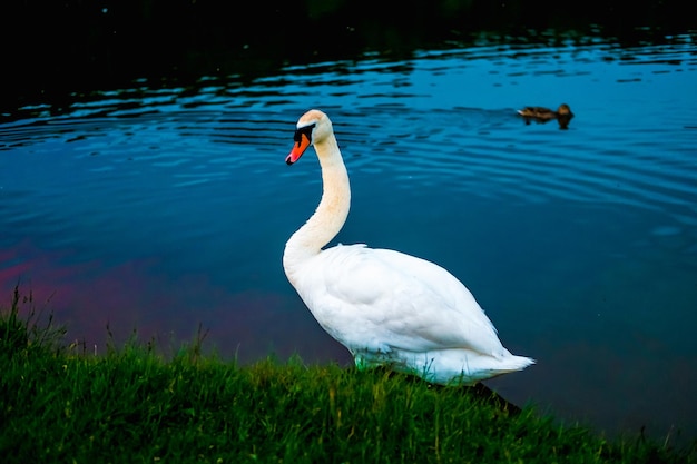 Cisnes blancos en el lago con fondo azul oscuro al atardecer