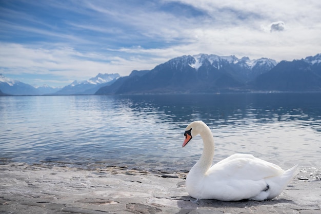 Cisnes blancos en el lago Ginebra en Vevey Suiza