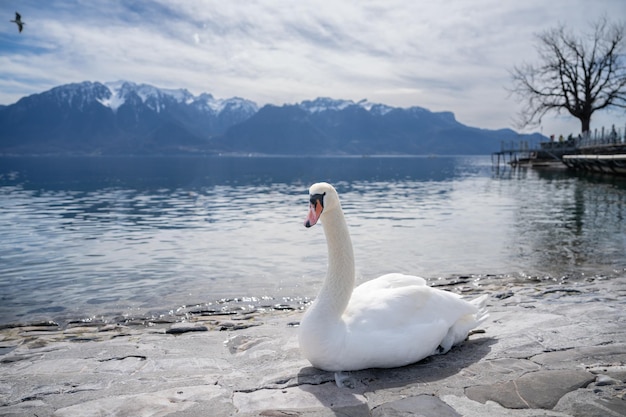 Cisnes blancos en el lago Ginebra en Vevey Suiza